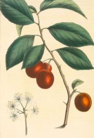 Arbor Day